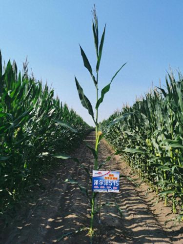 吉林省十大高产玉米排行榜(吉林玉米产量排名)插图 吉林省十大高产玉米排行榜(吉林玉米产量排名)插图