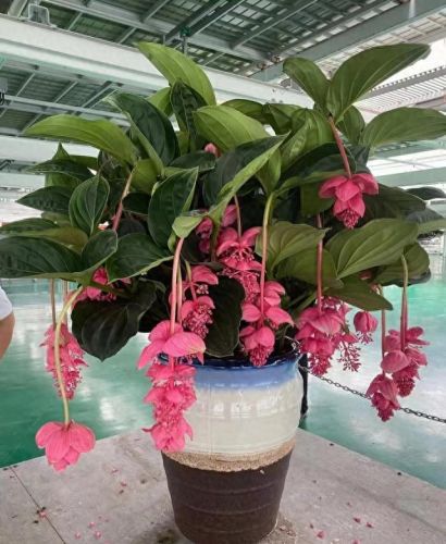 十大名贵花卉排行榜图片大全(十大稀有花卉排名)插图8