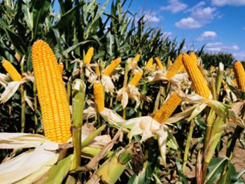 吉林省十大高产玉米排行榜(吉林玉米产量排名)插图1 吉林省十大高产玉米排行榜(吉林玉米产量排名)插图1