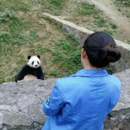 十大猫饲养员排行榜(养英短猫十大禁忌)插图7