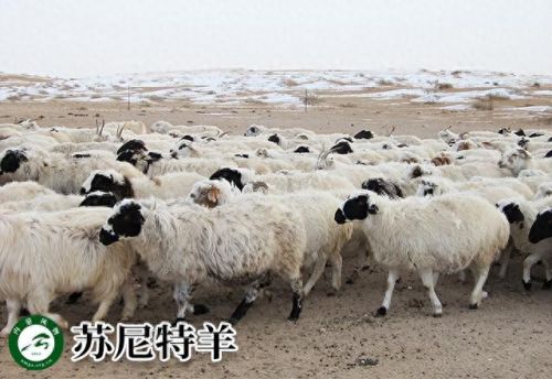 内蒙古十大活羊排行榜(内蒙古白条羊批发市场)插图3