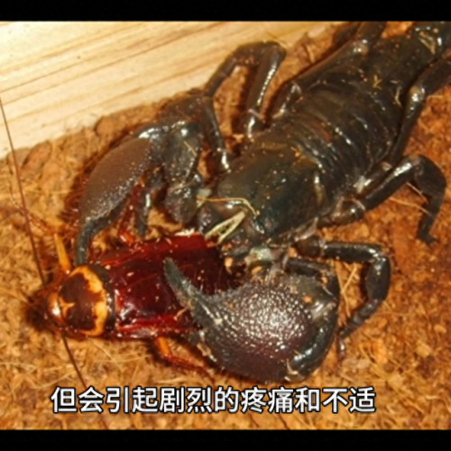 世界十大巨蝎排行榜图片(世界上所有的毒蝎图片)插图2