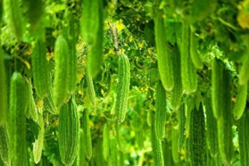 十大降火农产品排行榜最新(十大降火茶叶排名)插图1