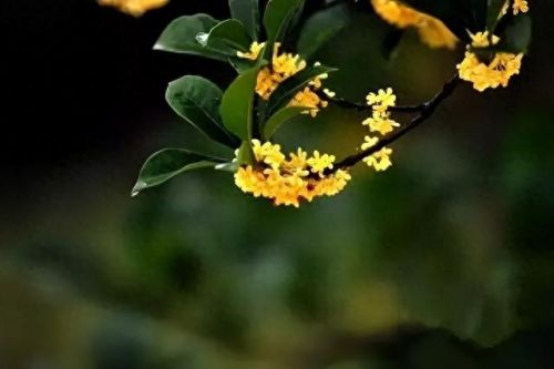杜鹃花十大名花排行榜(杜鹃花十大排名)插图70