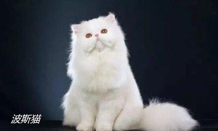 十大最受欢迎的猫排行榜(十大口碑最好的猫罐头牌子)插图3