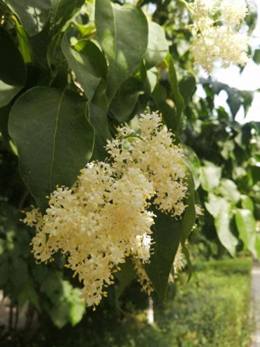 北方十大最香的树排行榜(十大最香的树排名)插图1