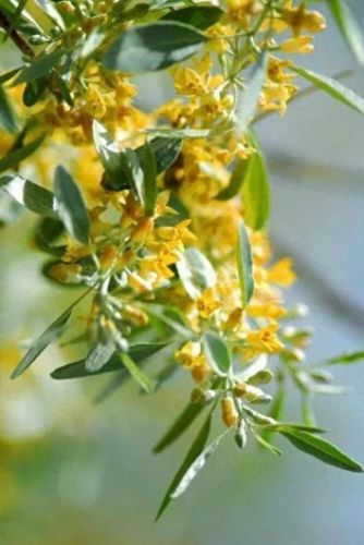 北方十大最香的树排行榜(十大最香的树排名)插图2