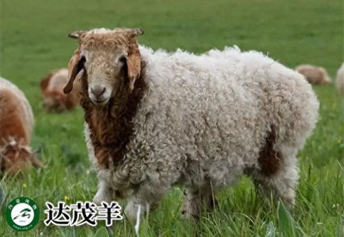 内蒙古十大活羊排行榜(内蒙古白条羊批发市场)插图11