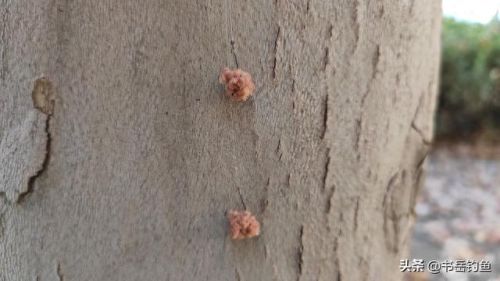 颗粒饵料十大排行榜图片(颗粒饵料排行榜第一名老鬼)插图6 颗粒饵料十大排行榜图片(颗粒饵料排行榜第一名老鬼)插图6