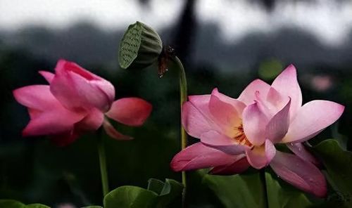 杜鹃花十大名花排行榜(杜鹃花十大排名)插图55