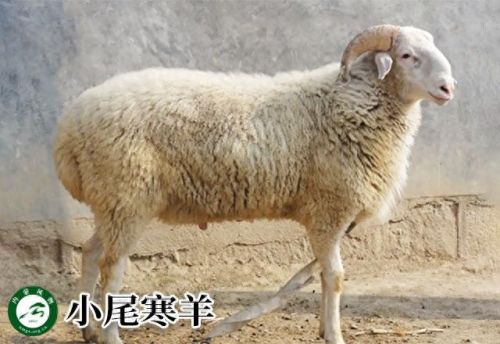 内蒙古十大活羊排行榜(内蒙古白条羊批发市场)