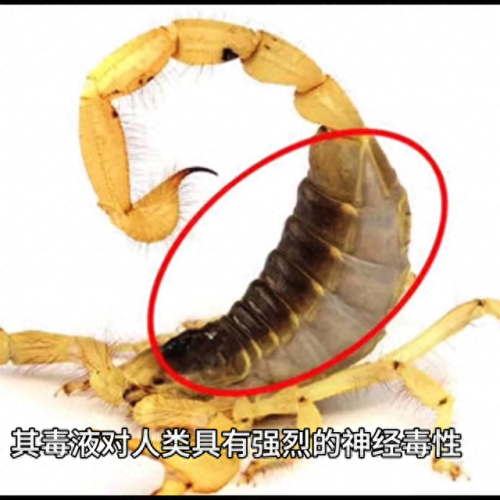 世界十大巨蝎排行榜图片(世界上所有的毒蝎图片)