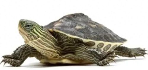 家养神龟十大排行榜(十大冷水龟排名)插图2