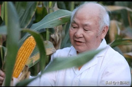 十大品牌玉米种子排行榜(玉米种子十大品牌排行榜图片)插图 十大品牌玉米种子排行榜(玉米种子十大品牌排行榜图片)插图