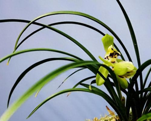 杜鹃花十大名花排行榜(杜鹃花十大排名)插图26