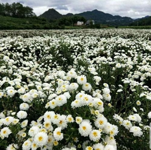 雪菊的十大排行榜(四种人不宜喝雪菊)插图27