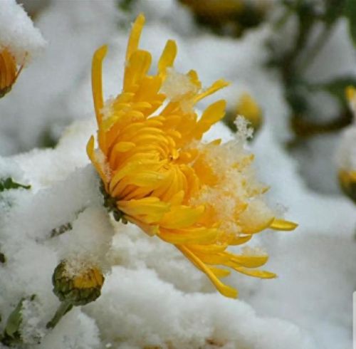 雪菊的十大排行榜(四种人不宜喝雪菊)插图1