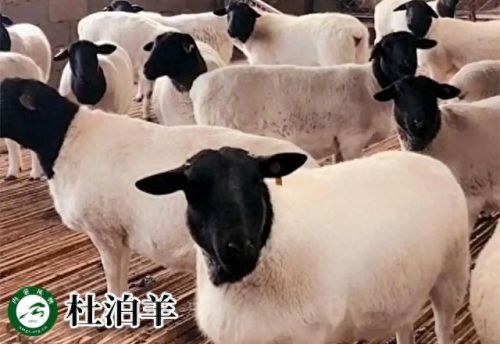 内蒙古十大活羊排行榜(内蒙古白条羊批发市场)插图14