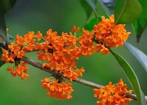 杜鹃花十大名花排行榜(杜鹃花十大排名)插图72