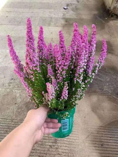 十大名贵花卉排行榜图片大全(十大稀有花卉排名)插图18