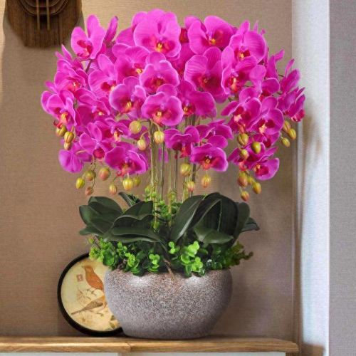 十大名贵花卉排行榜图片大全(十大稀有花卉排名)插图