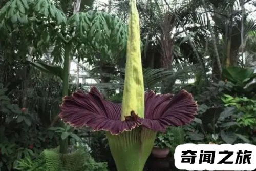 世界上最诡异奇怪又恐怖的花(千年古树诡异)插图1