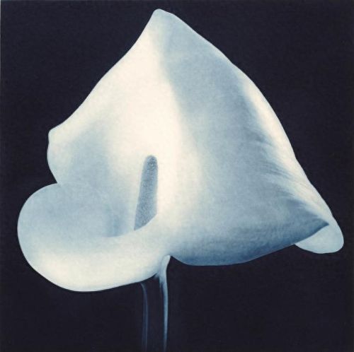 十大花卉摄影师排行榜北京(中国十大摄影师排名前十)插图2