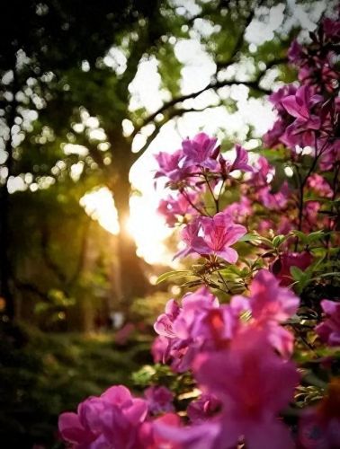 杜鹃花十大名花排行榜(杜鹃花十大排名)插图39