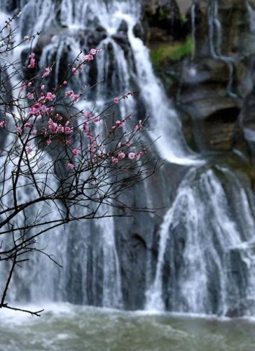 杜鹃花十大名花排行榜(杜鹃花十大排名)插图