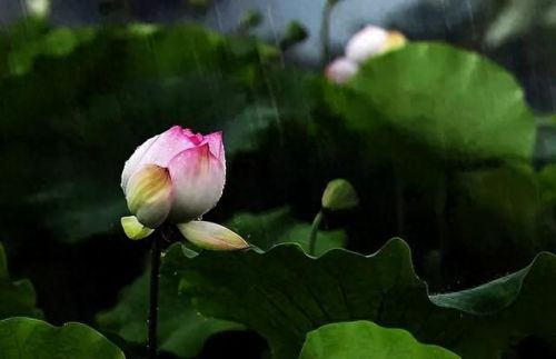 杜鹃花十大名花排行榜(杜鹃花十大排名)插图54
