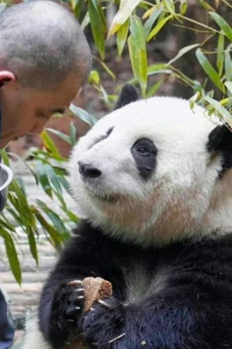 十大猫饲养员排行榜(养英短猫十大禁忌)插图4