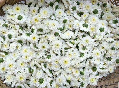 雪菊的十大排行榜(四种人不宜喝雪菊)插图41