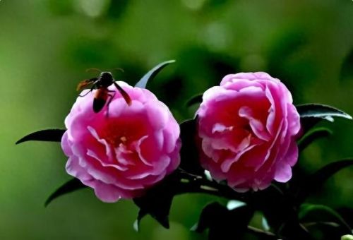 杜鹃花十大名花排行榜(杜鹃花十大排名)插图63