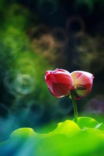 杜鹃花十大名花排行榜(杜鹃花十大排名)插图49