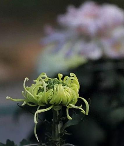 杜鹃花十大名花排行榜(杜鹃花十大排名)插图20