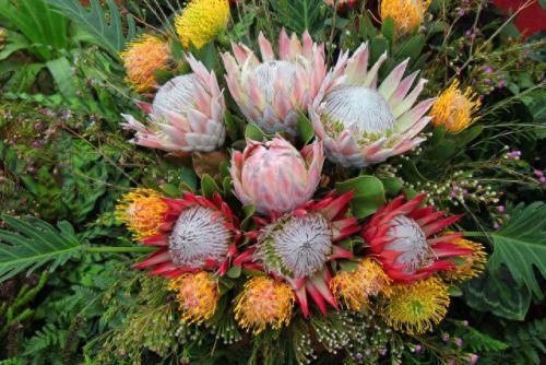 十大名贵花卉排行榜图片大全(十大稀有花卉排名)插图11