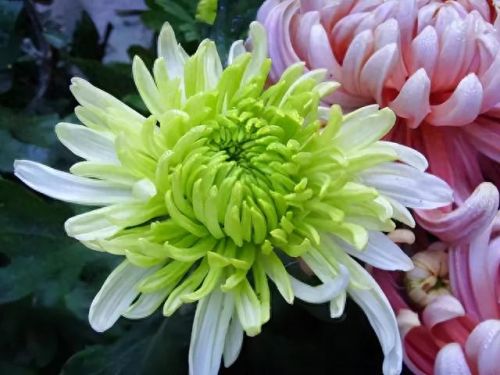杜鹃花十大名花排行榜(杜鹃花十大排名)插图18