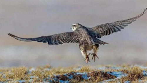 十大名贵宠物鸟排行榜(大型宠物鸟十大排名)插图