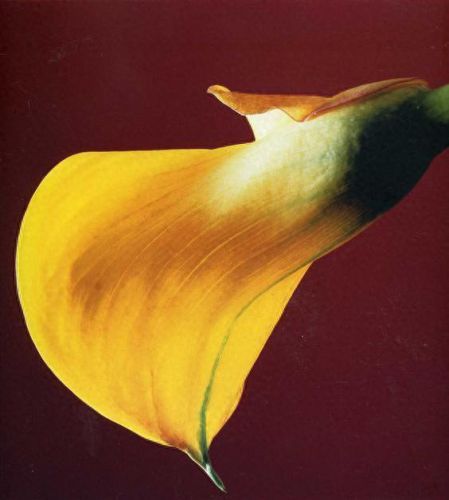 十大花卉摄影师排行榜北京(中国十大摄影师排名前十)