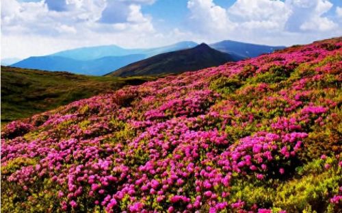 杜鹃花十大名花排行榜(杜鹃花十大排名)插图41
