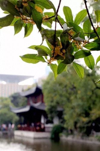 杜鹃花十大名花排行榜(杜鹃花十大排名)插图65