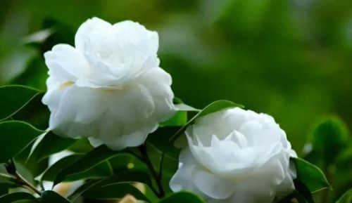杜鹃花十大名花排行榜(杜鹃花十大排名)插图60