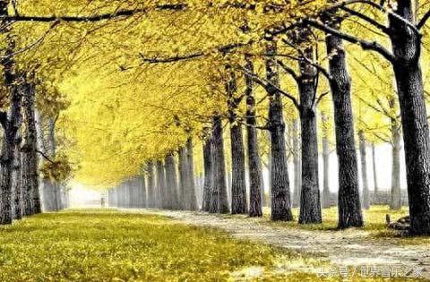 十大耐听钢琴曲排行榜(十大钢琴曲手机铃声)插图8