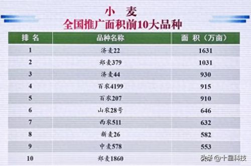 全国小麦十大排行榜(全国哪里的小麦最好)插图1
