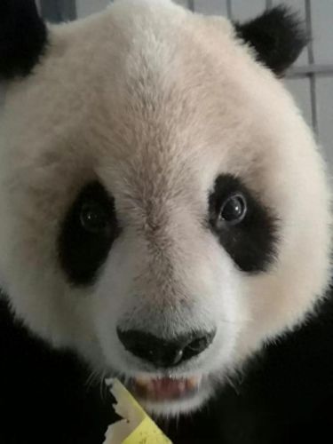 十大猫饲养员排行榜(养英短猫十大禁忌)