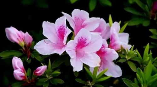 杜鹃花十大名花排行榜(杜鹃花十大排名)插图45