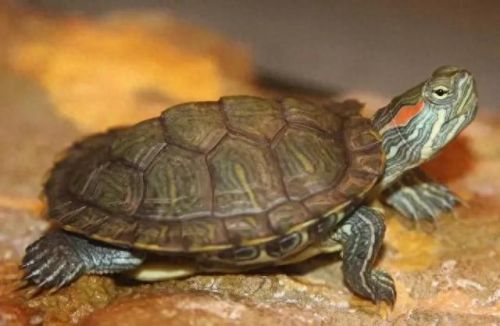 家养神龟十大排行榜(十大冷水龟排名)插图1