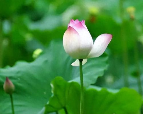 杜鹃花十大名花排行榜(杜鹃花十大排名)插图53