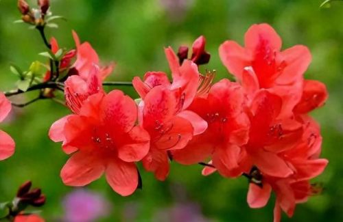 杜鹃花十大名花排行榜(杜鹃花十大排名)插图43