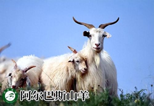 内蒙古十大活羊排行榜(内蒙古白条羊批发市场)插图1